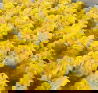 May's Thai - Holiday Sunshine Coast