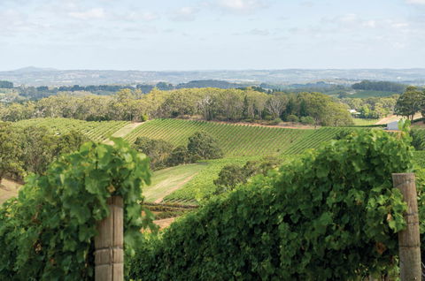 Pike And Joyce Wines - Holiday Sunshine Coast 2
