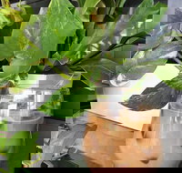 Ground Stone Cafe - Sunshine Coast Tourism