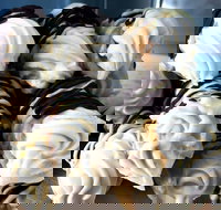 Lavezzi - Sunshine Coast Tourism