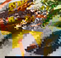 Social Brew - Sunshine Coast Tourism