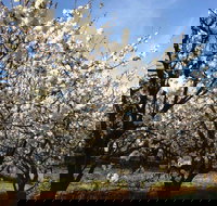 Allambie Orchard and Cafe - Sunshine Coast Tourism