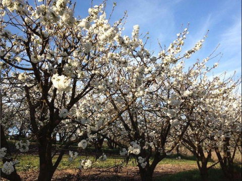 Allambie Orchard And Cafe - Sunshine Coast Tourism 0