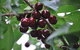 Allambie Orchard And Cafe - thumb 1