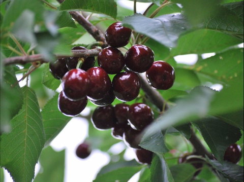 Allambie Orchard And Cafe - Sunshine Coast Tourism 1