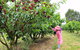 Allambie Orchard And Cafe - thumb 2