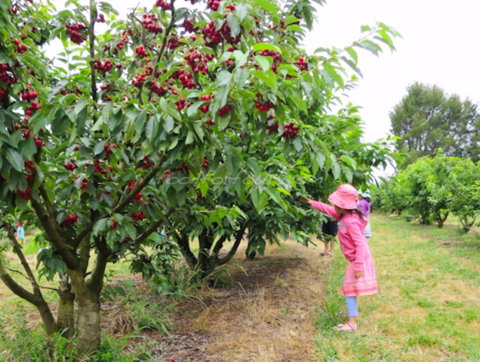 Allambie Orchard And Cafe - Sunshine Coast Tourism 2