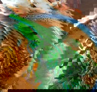 Fairbrossen Estate - Holiday Sunshine Coast