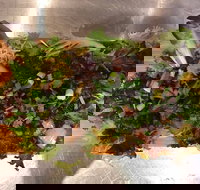 Mithai Junction - Sunshine Coast Tourism