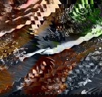 Outback Steakhouse Wollongong - Holiday Sunshine Coast