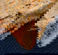 Haweli Indian - Wanneroo - Sunshine Coast Tourism