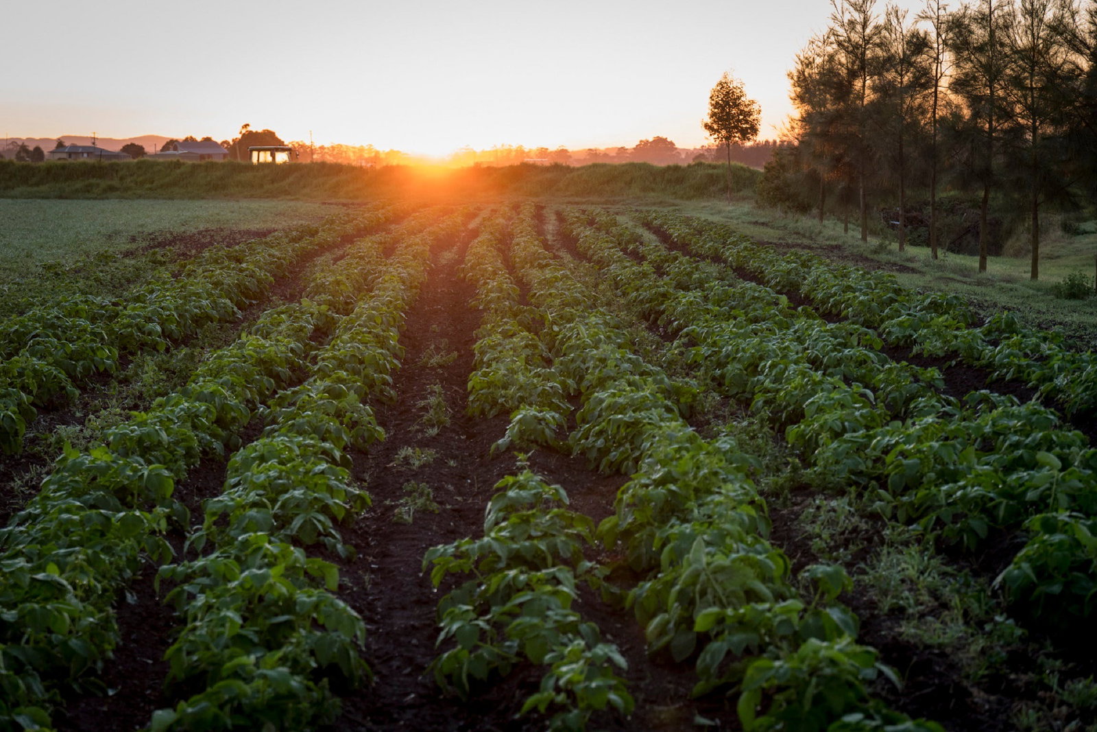 Phoenix Park NSW Sunshine Coast Tourism
