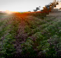 Phoenix Park Farm Gate - Sunshine Coast Tourism