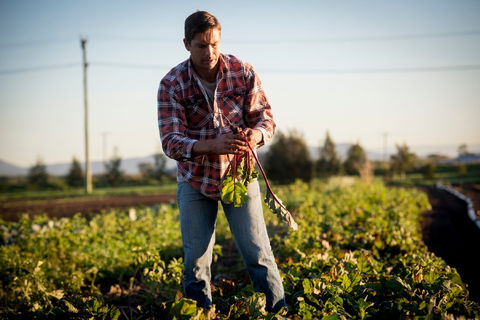 Phoenix Park Farm Gate - Sunshine Coast Tourism 1
