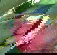 Darkes Glenbernie Orchard - Sunshine Coast Tourism