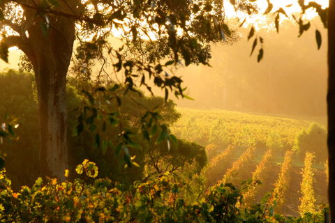 Deep Woods Estate - Sunshine Coast Tourism 1