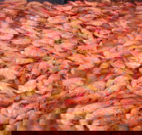 Grunske's By The River Seafood Market and Restaurant - Sunshine Coast Tourism