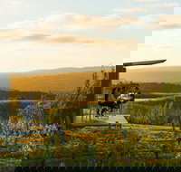 The Lane Vineyard - Sunshine Coast Tourism