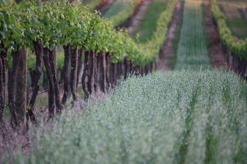 Two Rivers Wines - Holiday Sunshine Coast 2