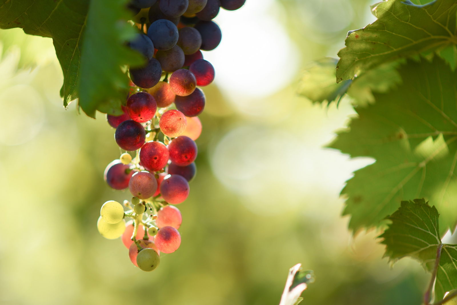 Raleigh NSW Holiday Sunshine Coast