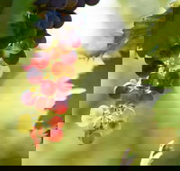 Raleigh Winery - Holiday Sunshine Coast