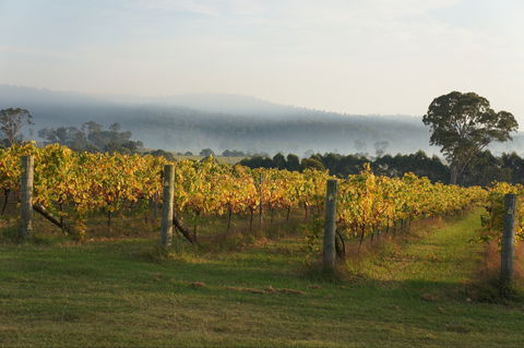 Rusty Fig Wines - Holiday Sunshine Coast 1