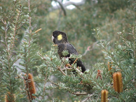 Sinclair's Gully - Sunshine Coast Tourism 2