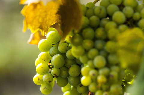 Affleck Vineyard - Sunshine Coast Tourism 0