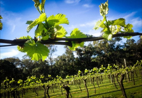 Michael Unwin Wines - Sunshine Coast Tourism 1