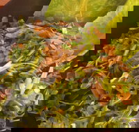 Piccolino Pizza - Sunshine Coast Tourism