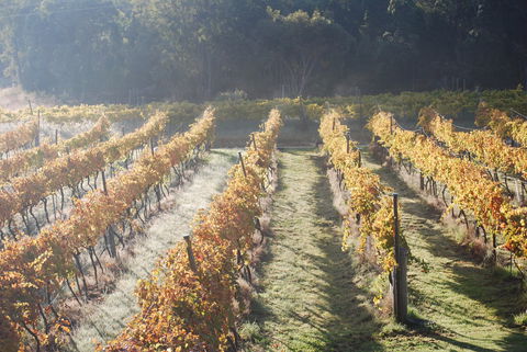 Twisted Gum Wines - Sunshine Coast Tourism 1
