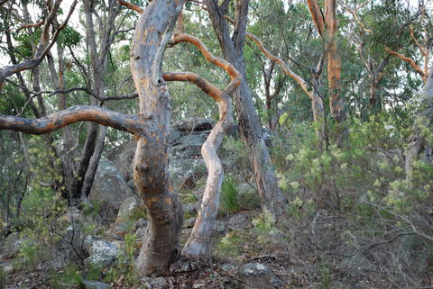 Twisted Gum Wines - Sunshine Coast Tourism 2