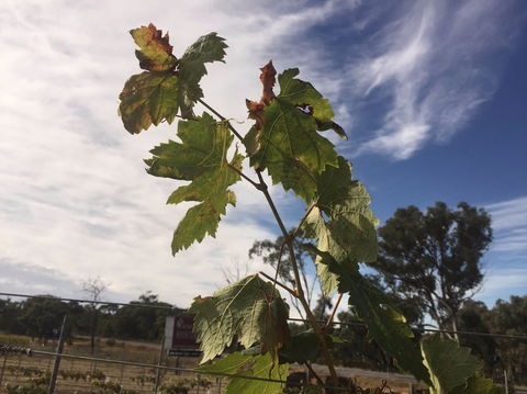 Banca Ridge Cellar Door And Vineyard - Sunshine Coast Tourism 0