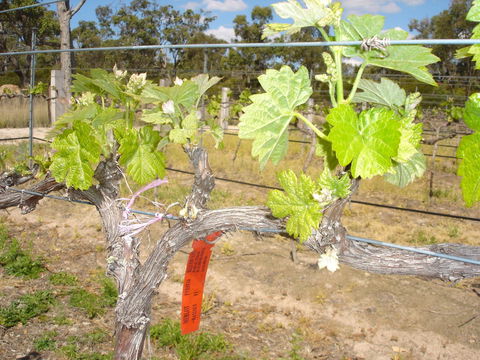 Banca Ridge Cellar Door And Vineyard - Sunshine Coast Tourism 1