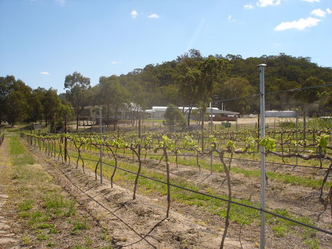 Banca Ridge Cellar Door And Vineyard - Sunshine Coast Tourism 2