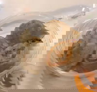 Mr Kitchen - Box Hill - Sunshine Coast Tourism