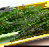 Sushi Blue - Sunshine Coast Tourism