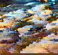 The Grumpy Baker - Castle Cove - Sunshine Coast Tourism