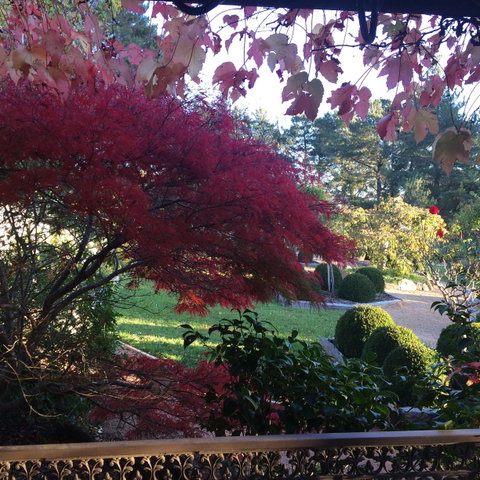 The Scented Rose Garden And Teahouse - Sunshine Coast Tourism 1