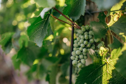 Paramoor Winery - Sunshine Coast Tourism 1