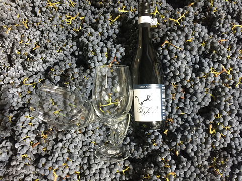 Tobin Wines - Sunshine Coast Tourism 0