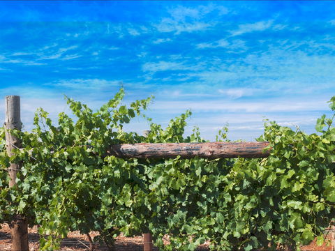 Rowsley Fault Vineyards - Sunshine Coast Tourism 0