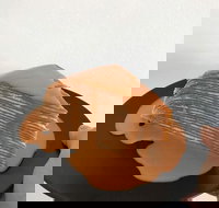 The Usual Joint - Sunshine Coast Tourism