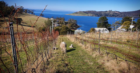 Anim Wine - Sunshine Coast Tourism 1