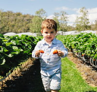 Hillwood Berries Farmgate  Pick Your Own - Sunshine Coast Tourism
