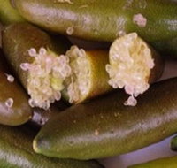Sandy Creek Olives and Finger Limes - Sunshine Coast Tourism
