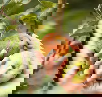 St Ronan's Cider - Sunshine Coast Tourism