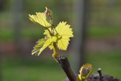 Serengale Vineyard - Sunshine Coast Tourism 0