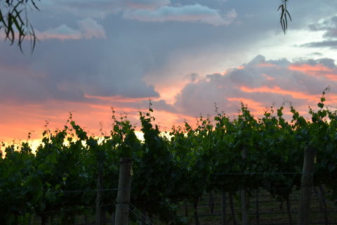 Serengale Vineyard - Sunshine Coast Tourism 1