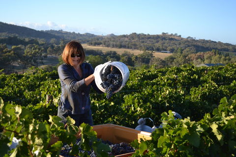 Serengale Vineyard - Sunshine Coast Tourism 2